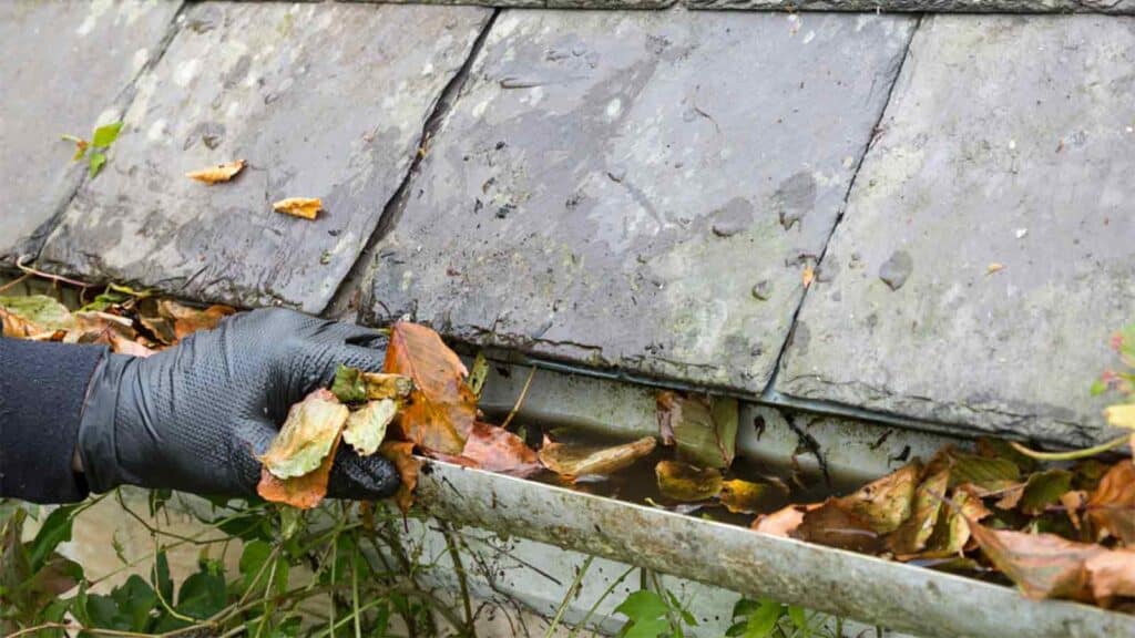 A close-up of a clean and well-maintained gutter with clear downspouts, preventing water overflow and protecting the home’s roof.